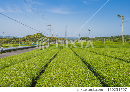Scenery of tea fields in Kakegawa City (Shizuoka Prefecture) Scenery of tea fields in Kakegawa City (Shizuoka Prefecture) 130251797