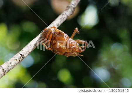 Cicada shell 130251845