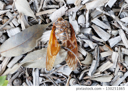 Dead carcass Dead carcass 130251865