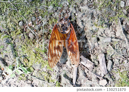 Dead carcass Dead carcass 130251870