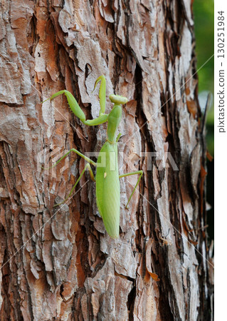 Praying mantis climbing a tree 130251984