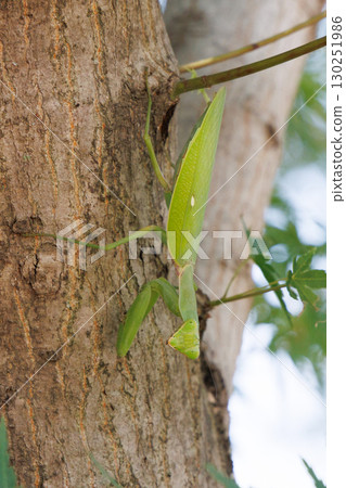 Praying mantis climbing a tree Praying mantis climbing a tree 130251986