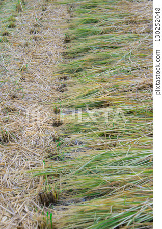Rice field after harvesting rice 130252048