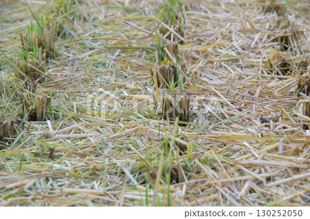Rice field after harvesting rice Rice field after harvesting rice 130252050