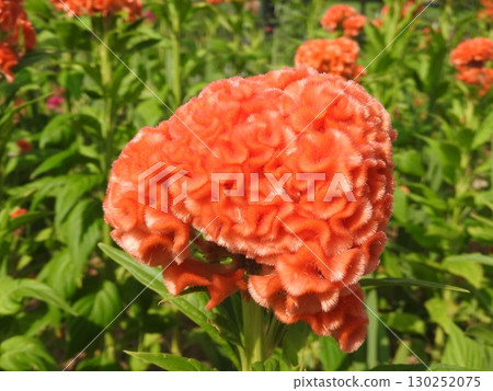 雞冠花的品種:久留米雞冠花 雞冠花的品種:久留米雞冠花 130252075