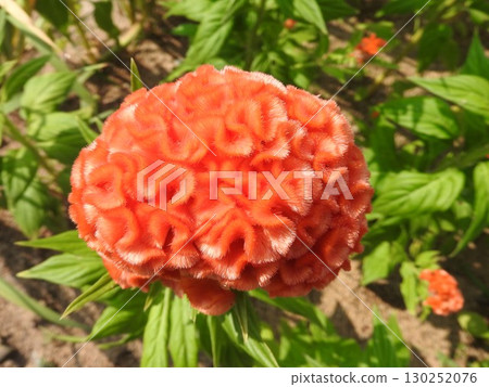 雞冠花的品種:久留米雞冠花 雞冠花的品種:久留米雞冠花 130252076