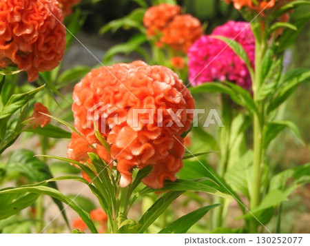 雞冠花的品種：久留米雞冠花 130252077