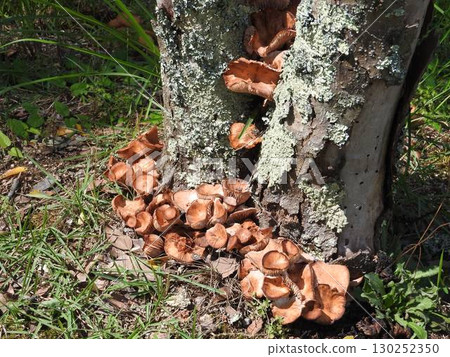 Colonies of false armillaria 130252350