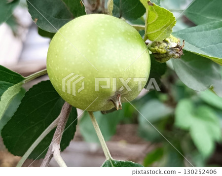 A green apple hangs on a branch 130252406