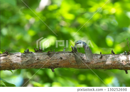 A flying nuthatch 130252698