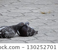A pair of pigeons on the road 130252701