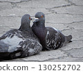 A pair of pigeons on the road 130252702