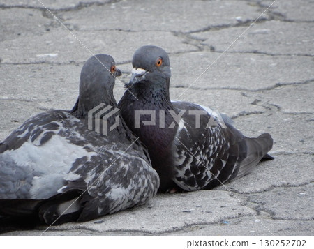 A pair of pigeons on the road 130252702