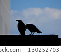 pair of crows 130252703