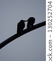 pair of crows 130252704