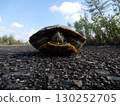 Green turtle with its limbs retracted 130252705