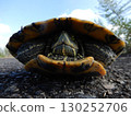 Green turtle with its limbs retracted 130252706