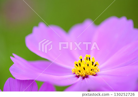 I saw a cosmos field someday 130252726