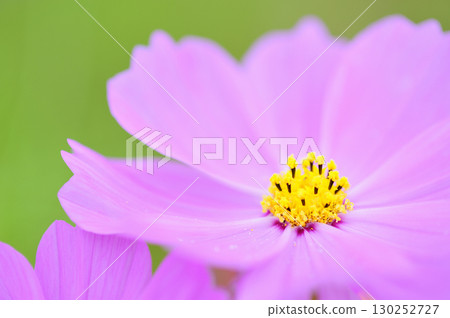 I saw a cosmos field someday 130252727