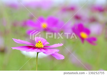 有一天我看到了一個宇宙場 130252735