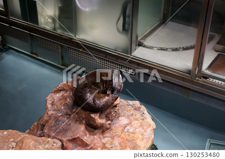 Sea lions chasing their tails 130253480