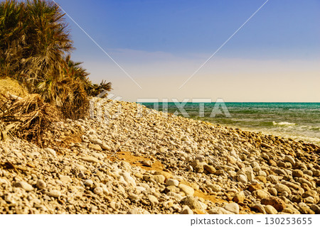 Sea shore with beach plant Sea shore with beach plant 130253655