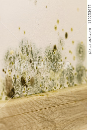 Mould and fungus growth on wall 130253675
