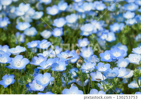 Blue Nemophila 130253753