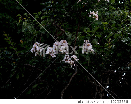 White-flowered Crape Myrtle (the rice field god's white hyacinth) blooming in the shade White-flowered Crape Myrtle (the rice field god's white hyacinth) blooming in the shade 130253786