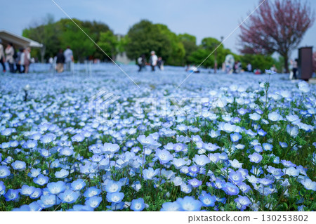 粉蝶花盛開的廣場 粉蝶花盛開的廣場 130253802