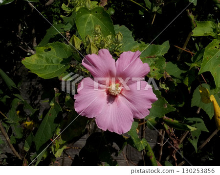 陽光下的粉紅色芙蓉花（一朵芙蓉花和花蕾） 130253856