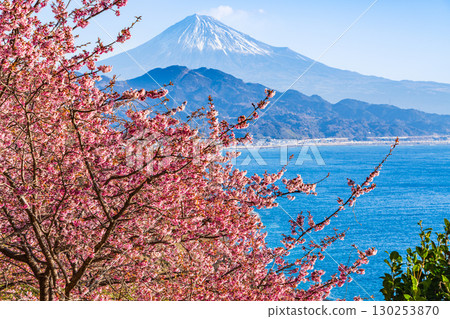 [Shizuoka Prefecture] View of Mount Fuji from Satta Pass, where early-blooming cherry blossoms bloom 130253870