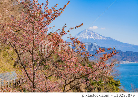【靜岡縣】從早櫻盛開的薩埼嶺眺望富士山 【靜岡縣】從早櫻盛開的薩埼嶺眺望富士山 130253879