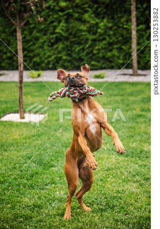 Energetic Boxer dog jumping up with a festive red and green rope toy in its mouth, ears flapping and eyes focused in a playful garden scene 130253882