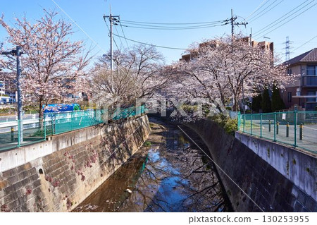 神奈川縣川崎市阿蘇川沿岸的櫻花樹 130253955