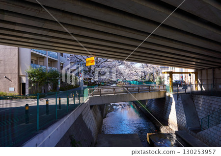 Kawasaki City, Kanagawa Prefecture Cherry blossom trees along the Aso River 130253957