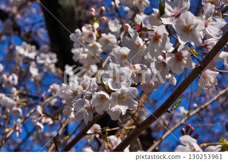 Sakura in the Asao River, Kanagawa Prefecture Sakura in the Asao River, Kanagawa Prefecture 130253961