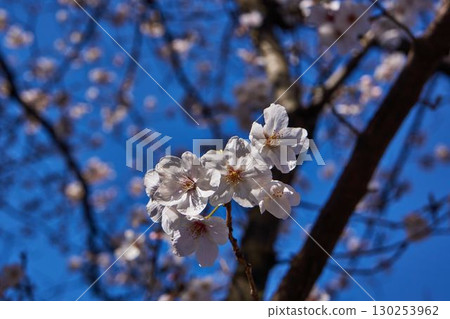 Sakura in the Asao River, Kanagawa Prefecture 130253962