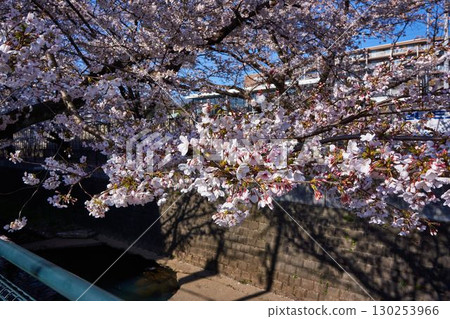 Sakura in the Asao River, Kanagawa Prefecture Sakura in the Asao River, Kanagawa Prefecture 130253966