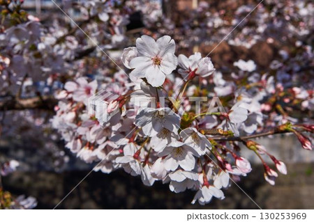 Sakura in the Asao River, Kanagawa Prefecture 130253969