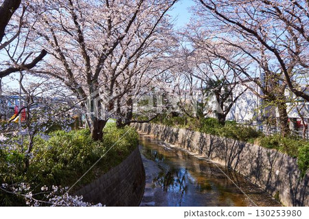 Kawasaki City, Kanagawa Prefecture Cherry blossom trees along the Aso River Kawasaki City, Kanagawa Prefecture Cherry blossom trees along the Aso River 130253980