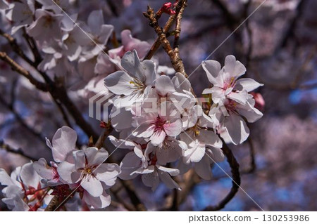 神奈川縣川崎市阿蘇川的櫻花 130253986