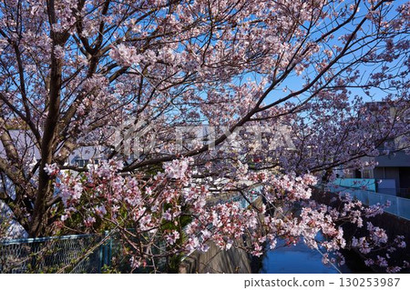神奈川縣川崎市阿蘇川的櫻花 神奈川縣川崎市阿蘇川的櫻花 130253987