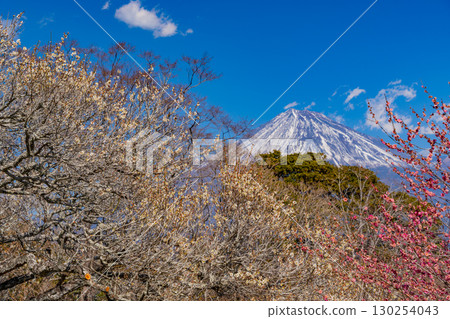 [靜岡縣]岩本山公園的梅花和富士山 130254043