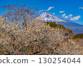 [靜岡縣]岩本山公園的梅花和富士山 130254044