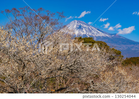 [靜岡縣]岩本山公園的梅花和富士山 130254044