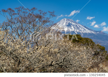 [靜岡縣]岩本山公園的梅花和富士山 130254045