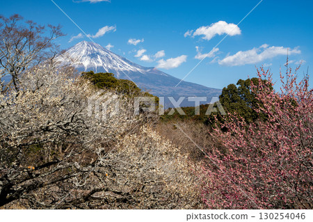 [靜岡縣]岩本山公園的梅花和富士山 130254046