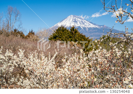 [靜岡縣]岩本山公園的梅花和富士山 130254048