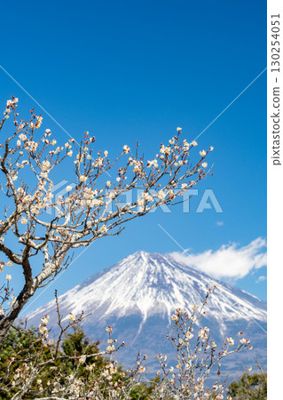 [靜岡縣]岩本山公園的梅花和富士山 130254051